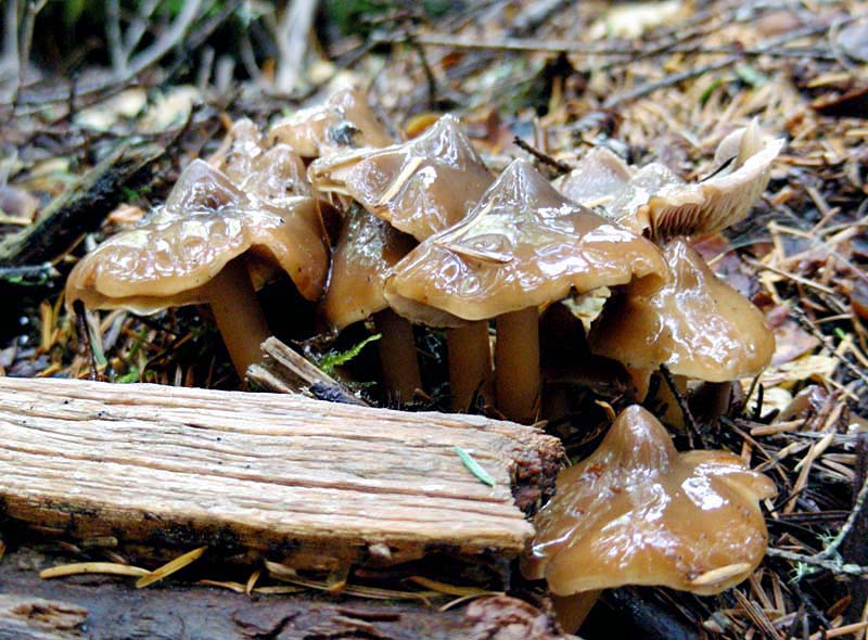Phaeocollybia scatesiae